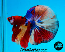 Load image into Gallery viewer, Candy Koi Halfmoon Male