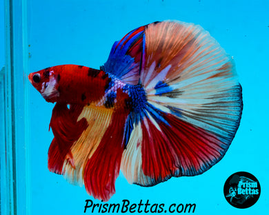 Candy Koi Halfmoon Male