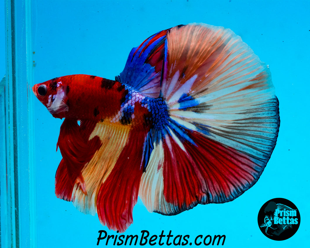 Candy Koi Halfmoon Male