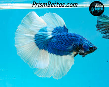 Load image into Gallery viewer, Turquoise Butterfly Halfmoon Male