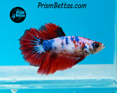 Marble Halfmoon Female
