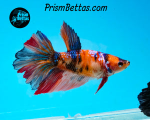 Candy Koi Halfmoon Female