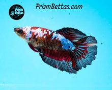 Load image into Gallery viewer, Marble Halfmoon Female