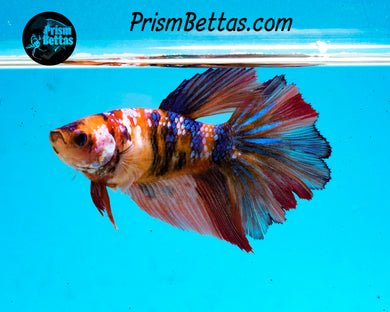 Candy Koi Halfmoon Female