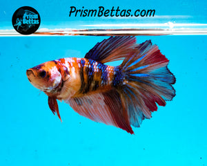 Candy Koi Halfmoon Female