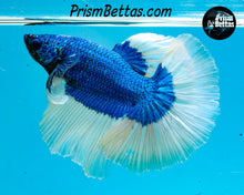 Load image into Gallery viewer, Turquoise Butterfly Halfmoon Male