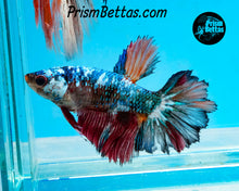 Load image into Gallery viewer, Marble Rosetail Halfmoon Female