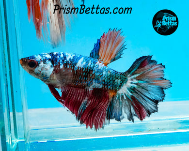 Marble Rosetail Halfmoon Female