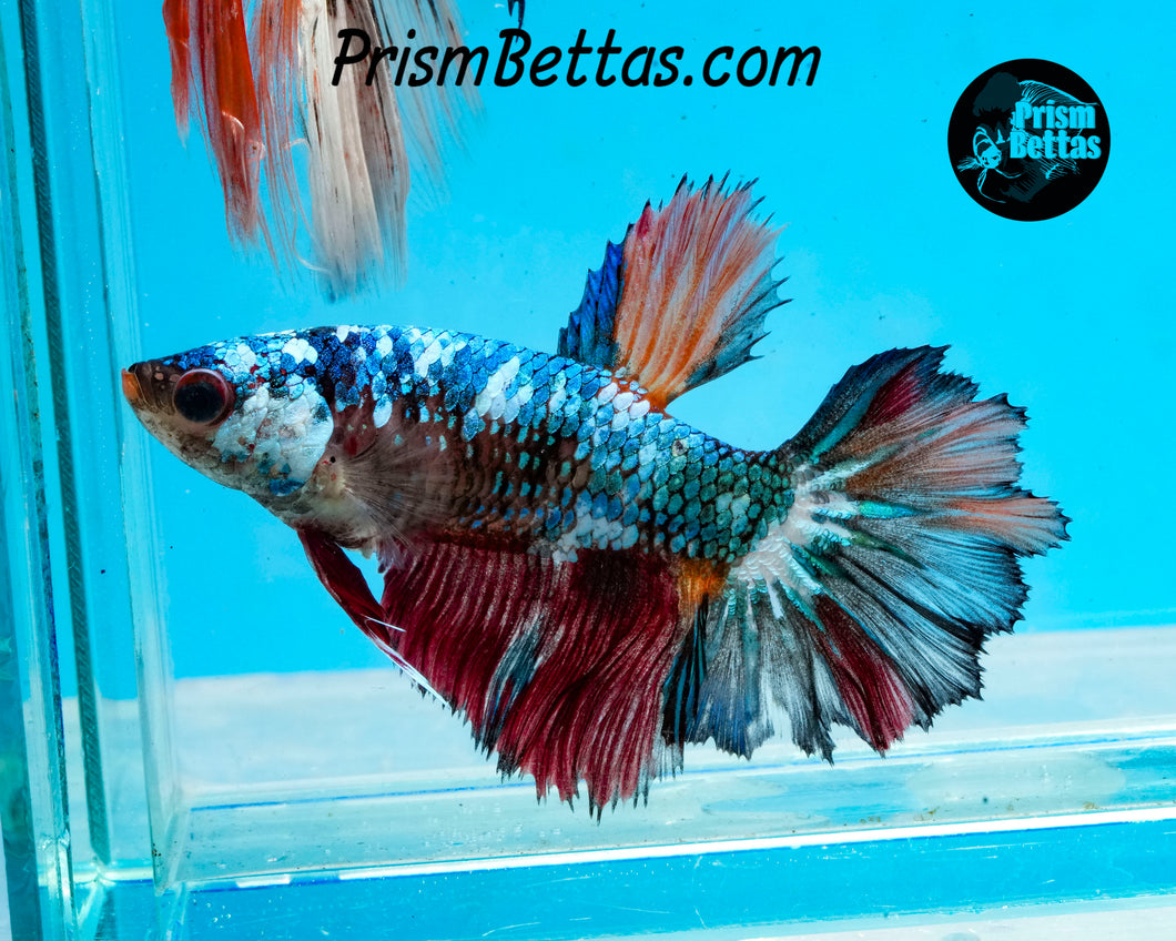 Marble Rosetail Halfmoon Female