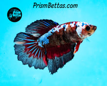 Load image into Gallery viewer, Marble Halfmoon Female