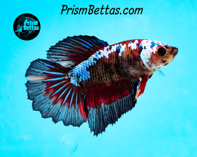 Marble Halfmoon Female