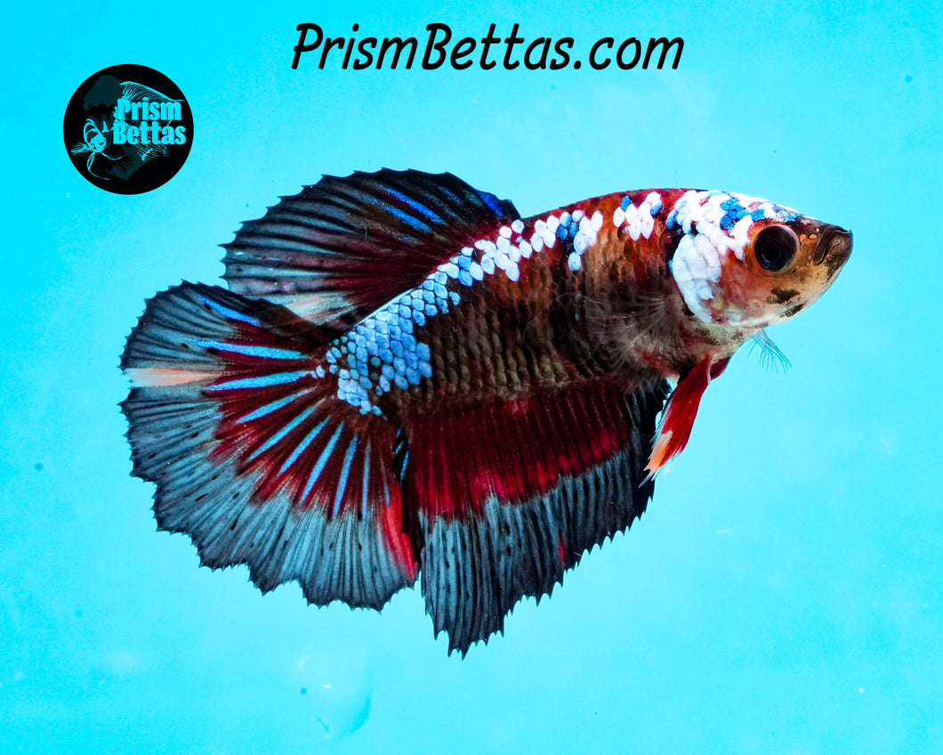 Marble Halfmoon Female