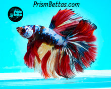 Load image into Gallery viewer, Rainbow Marble Halfmoon  Male