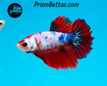 Load image into Gallery viewer, Marble Halfmoon Female