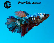 Load image into Gallery viewer, Marble Rosetail Halfmoon Female