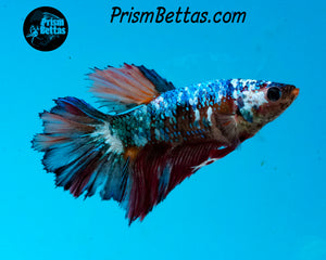 Marble Rosetail Halfmoon Female