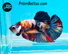 Load image into Gallery viewer, Rainbow Marble Halfmoon Plakat Male