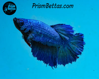 Turquoise Halfmoon Female