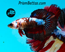 Load image into Gallery viewer, Marble Halfmoon Female