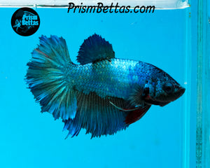 Turquoise Halfmoon Female