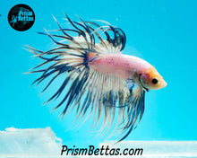 Load image into Gallery viewer, Blue Marble Crowntail Male