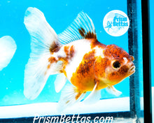 Load image into Gallery viewer, Kirin Shogun Oranda ~2.5-3 inches (body only)