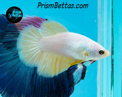 Gold Dragon Halfmoon Female
