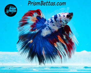 Marble Halfmoon Male