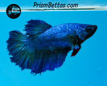 Load image into Gallery viewer, Turquoise Halfmoon Female