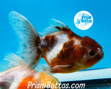 Load image into Gallery viewer, Kirin Shogun Oranda ~2.5-3 inches (body only)