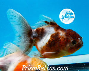 Kirin Shogun Oranda ~2.5-3 inches (body only)