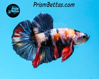 Rainbow Marble Halfmoon Plakat Male