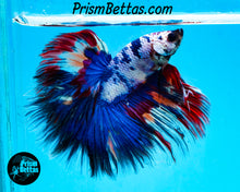 Load image into Gallery viewer, Marble Halfmoon Male