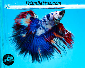 Marble Halfmoon Male