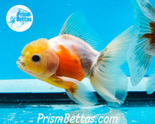 Load image into Gallery viewer, Lemonhead Sakaru Longfinned Shogun Oranda ~2.5-3 inches (body only)