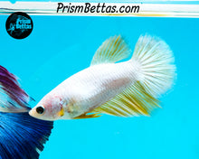 Load image into Gallery viewer, Gold Dragon Halfmoon Female