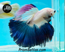 Load image into Gallery viewer, Blue Rim Marble Halfmoon Male