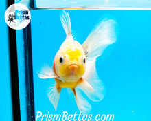 Load image into Gallery viewer, Lemonhead Sakaru Longfinned Shogun Oranda ~2.5-3 inches (body only)