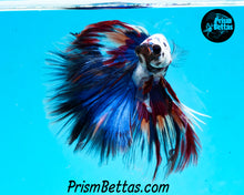 Load image into Gallery viewer, Marble Halfmoon Male