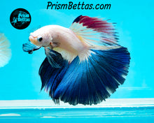 Load image into Gallery viewer, Blue Rim Marble Halfmoon Male