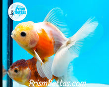 Load image into Gallery viewer, Lemonhead Sakaru Longfinned Shogun Oranda ~2.5-3 inches (body only)