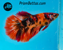 Load image into Gallery viewer, Candy Koi Halfmoon Female