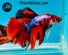 Load image into Gallery viewer, Marble Halfmoon Male
