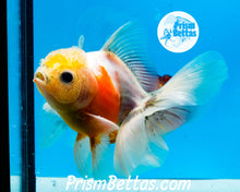 Load image into Gallery viewer, Lemonhead Sakaru Longfinned Shogun Oranda ~2.5-3 inches (body only)