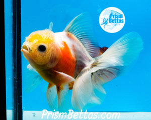 Lemonhead Sakaru Longfinned Shogun Oranda ~2.5-3 inches (body only)