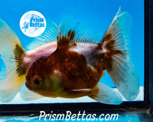 Load image into Gallery viewer, Kirin Shogun Oranda ~2.5-3 inches (body only)