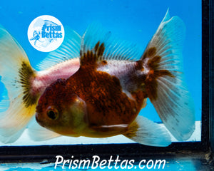 Kirin Shogun Oranda ~2.5-3 inches (body only)