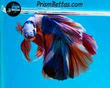 Load image into Gallery viewer, Rainbow Marble Halfmoon Male