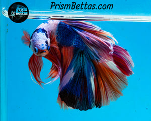 Rainbow Marble Halfmoon Male