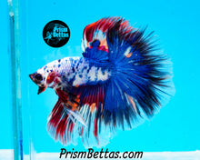 Load image into Gallery viewer, Marble Halfmoon Male